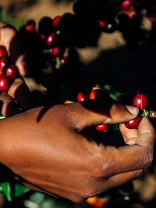 Tanzania Peaberry – The Unicorn of Coffee Beans
