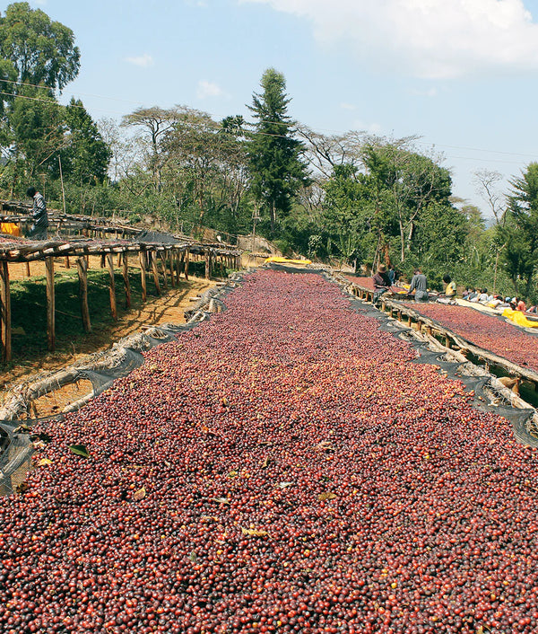 Ethiopia Yirgacheffe
