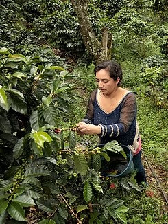 Colombia - Yellow Honey